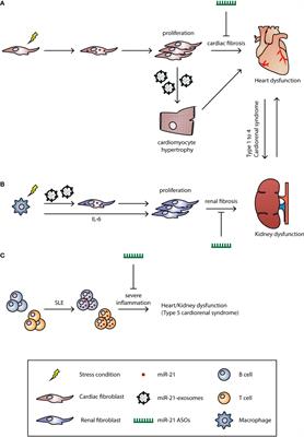 miR-21, Mediator, and Potential Therapeutic Target in the Cardiorenal Syndrome